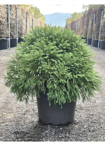 CRYPTOMERIA japonica GLOBOSA