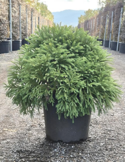 CRYPTOMERIA japonica GLOBOSA