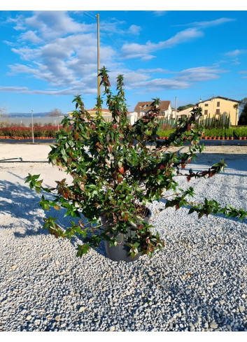 ABELIA grandiflora En pot de 7-10 litres buisson hauteur 040-060 cm