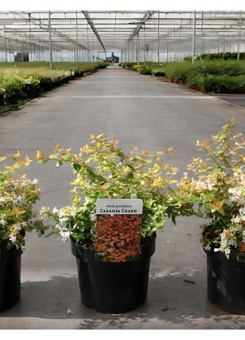 ABELIA CARAMEL CHARM En pot de 3-4 litres buisson diamètre 020-030 cm