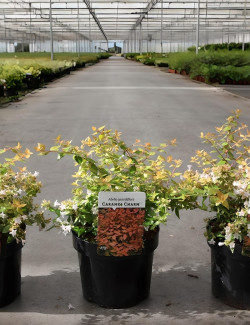 ABELIA CARAMEL CHARM En pot de 3-4 litres buisson diamètre 020-030 cm