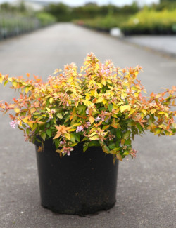ABELIA CARAMEL CHARM En pot de 7-10 litres buisson diamètre 040-050 cm