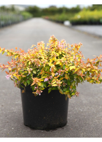 ABELIA CARAMEL CHARM En pot de 7-10 litres buisson diamètre 040-050 cm