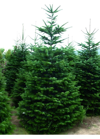 ABIES nordmanniana