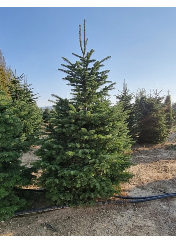 ABIES nordmanniana