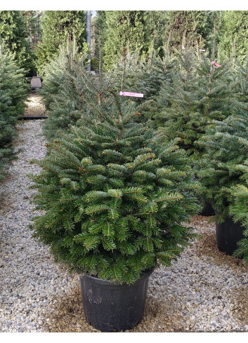 ABIES nordmanniana En pot de 20-25 litres hauteur 080-100 cm