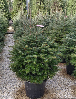 ABIES nordmanniana En pot de 20-25 litres hauteur 080-100 cm