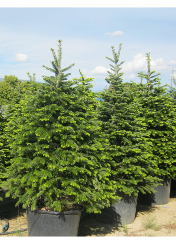 ABIES nordmanniana