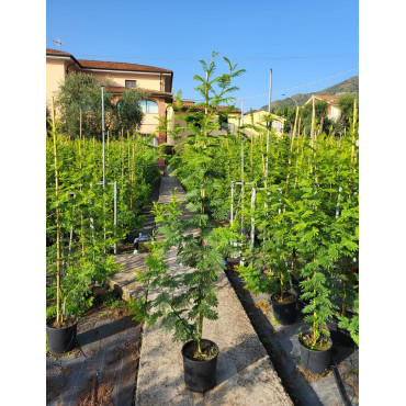 ACACIA dealbata En pot de 10-12 litres baliveau hauteur 150-200 cm