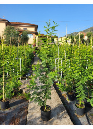ACACIA dealbata En pot de 10-12 litres baliveau hauteur 150-200 cm
