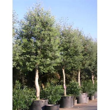 ACACIA dealbata