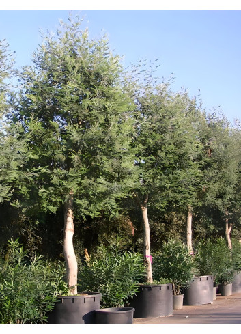 ACACIA dealbata