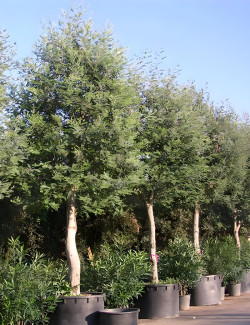 mimosa-dhiver-acacia-dealbata-3.jpg