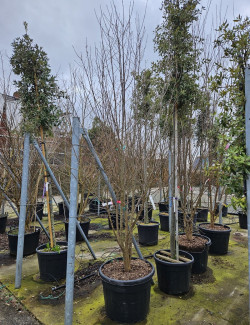 ACER buergerianum En pot de 110-130 litres cépée hauteur 300-350 cm