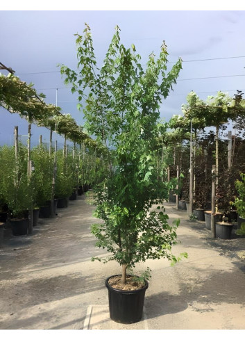 ACER buergerianum En pot de 35-50 litres buisson hauteur 200-250 cm