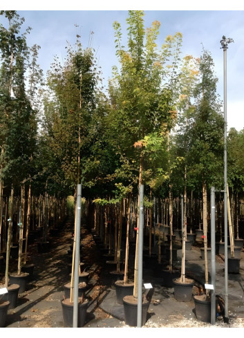 ACER buergerianumEn pot de 50-70 litres tige hauteur du tronc 190-210 cm circonférence du tronc 08-10 cm