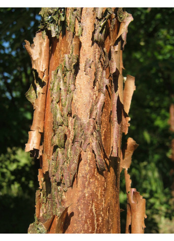 ACER griseum