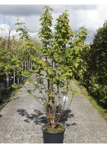 ACER griseum En pot de 25-30 litres buisson hauteur 125-150 cm
