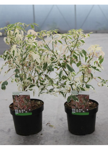 ACER negundo FLAMINGO En pot de 3-4 litres buisson hauteur 030-040 cm