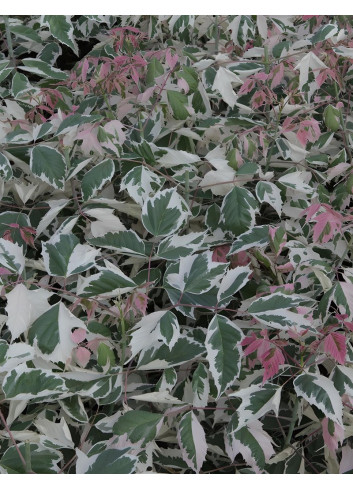 ACER negundo FLAMINGO