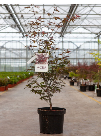 ACER palmatum ATROPURPUREUM En pot de 10-12 litres buisson hauteur 060-080 cm