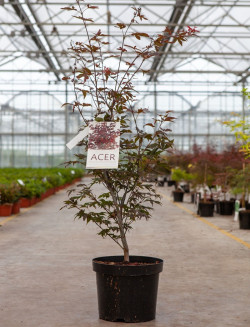 ACER palmatum ATROPURPUREUM En pot de 10-12 litres buisson hauteur 060-080 cm