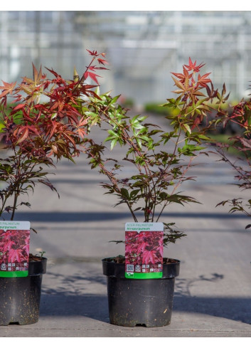 ACER palmatum ATROPURPUREUM En pot de 3-4 litres buisson hauteur 030-040 cm