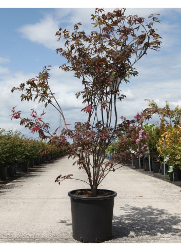 ACER palmatum ATROPURPUREUM En pot de 20-25 litres buisson hauteur 125-150 cm