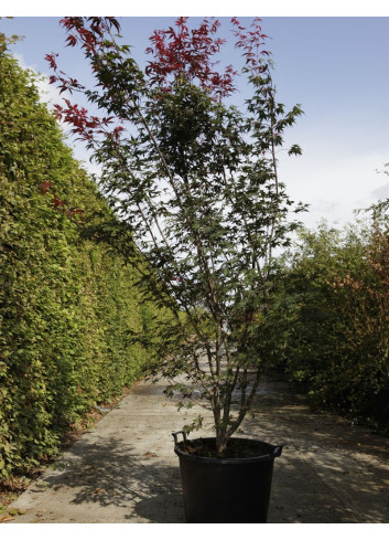 ACER palmatum ATROPURPUREUM En pot de 70-90 litres buisson hauteur 175-200 cm