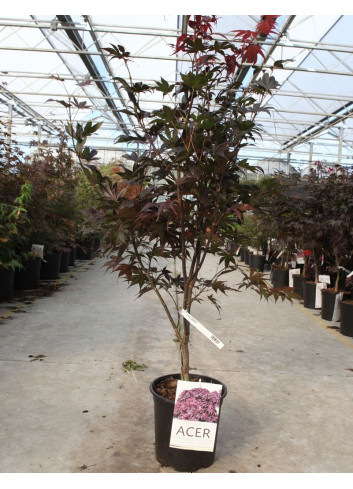 ACER palmatum BLOODGOOD En pot de 10-12 litres buisson hauteur 060-080 cm
