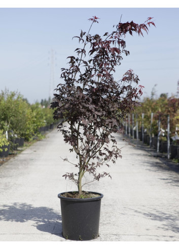 ACER palmatum BLOODGOOD En pot de 20-25 litres buisson hauteur 125-150 cm