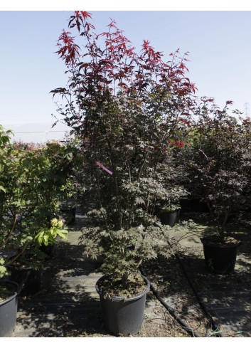 ACER palmatum BLOODGOOD En pot de 50-70 litres buisson hauteur 150-175 cm