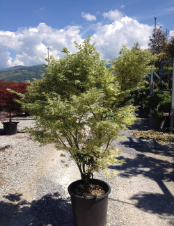 ACER palmatum BUTTERFLY En pot de 70-90 litres buisson hauteur 150-175 cm