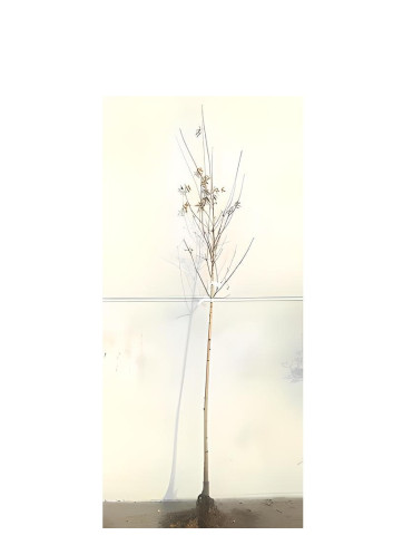 ACER platanoides DRUMMONDII En racines nues tige hauteur du tronc 190-210 cm circonférence du tronc 08-10 cm