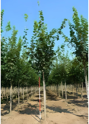 ACER platanoides Motte tige hauteur du tronc 190-210 cm circonférence du tronc 16-18 cm