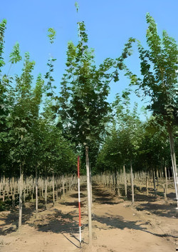 ACER platanoides Motte tige hauteur du tronc 190-210 cm circonférence du tronc 16-18 cm