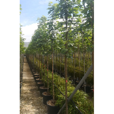 ACER pseudoplatanus En pot de 30-35 litres tige hauteur du tronc 190-210 cm circonférence du tronc 12-14 cm