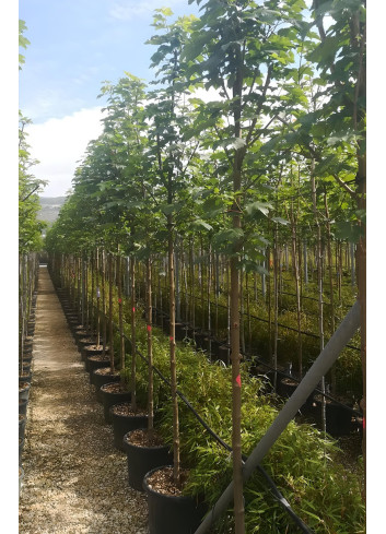 ACER pseudoplatanus En pot de 30-35 litres tige hauteur du tronc 190-210 cm circonférence du tronc 12-14 cm