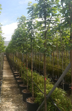 ACER pseudoplatanus En pot de 30-35 litres tige hauteur du tronc 190-210 cm circonférence du tronc 12-14 cm