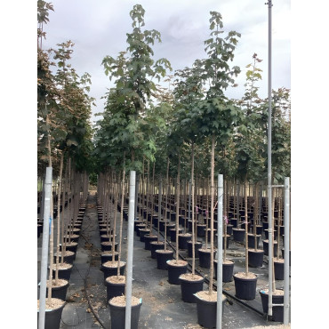 ACER pseudoplatanus En pot de 30-35 litres tige hauteur du tronc 190-210 cm circonférence du tronc 10-12 cm