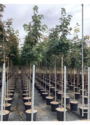 ACER pseudoplatanus En pot de 30-35 litres tige hauteur du tronc 190-210 cm circonférence du tronc 10-12 cm