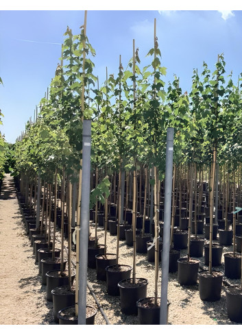 ACER rubrum En pot de 20-25 litres tige hauteur du tronc 190-210 cm circonférence du tronc 06-08 cm