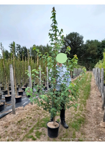 ACER rubrum En pot de 15-20 litres baliveau hauteur 150-200 cm