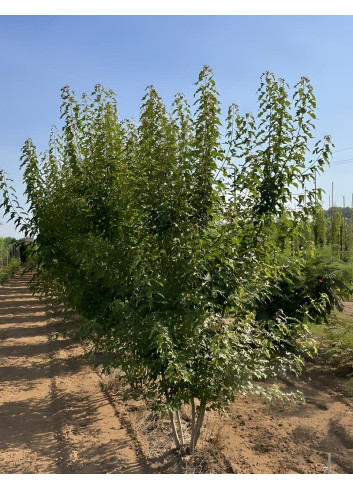 ACER ginnala Motte cépée hauteur 250-300 cm