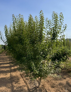 ACER ginnala Motte cépée hauteur 250-300 cm