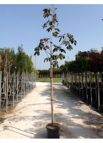AESCULUS carnea BRIOTII En pot de 30-35 litres tige hauteur du tronc 190-210 cm circonférence du tronc 10-12 cm