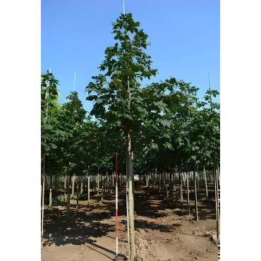 AESCULUS carnea BRIOTII Motte tige hauteur du tronc 190-210 cm circonférence du tronc 18-20 cm