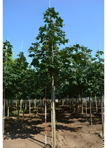 AESCULUS carnea BRIOTII Motte tige hauteur du tronc 190-210 cm circonférence du tronc 18-20 cm