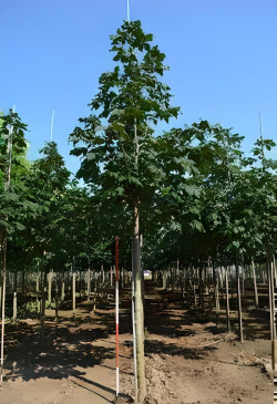 AESCULUS carnea BRIOTII Motte tige hauteur du tronc 190-210 cm circonférence du tronc 18-20 cm