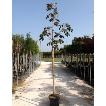 AESCULUS hippocastanum En pot de 30-35 litres tige hauteur du tronc 190-210 cm circonférence du tronc 10-12 cm
